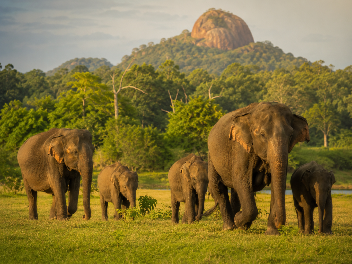 Wildlife
